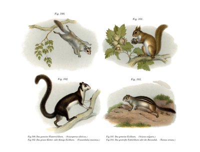 Eurasian Flying Squirrel by German School